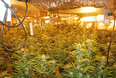 [casamaconha2[4].jpg]