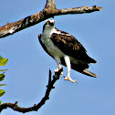 Águila pescadora