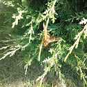 Eastern Cicada Killers