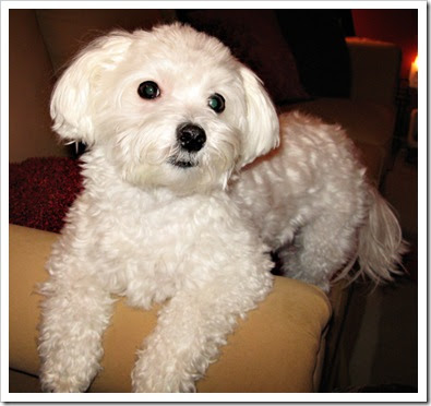 Hopes Haven Dog Rescue Salem Oregon Hopes Haven Dog Rescue Salem Oregon