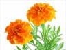 گل همیشه بهار گل همیشه بهار
