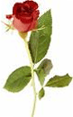 تصویر: http://lh3.ggpht.com/sashpaz/SOhMT4b3WNI/AAAAAAAAAgw/0tvpPt0GXts/Untitled3_thumb25.gif?imgmax=800