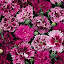 Dianthus 'Victoriana'