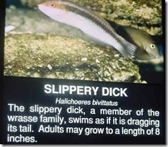 a221_Slipperydick