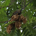 European starling
