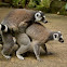 Ring-tailed lemur