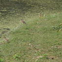 Indian pond-heron