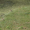 Indian pond-heron