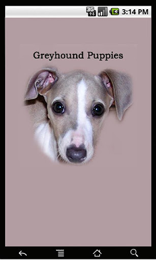 Greyhound Puppies
