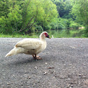 Muscovy Duck