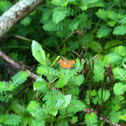 Pearl Crescent