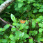 Pearl Crescent