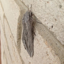 Great Ash Sphinx