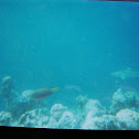 Blacktip Reef Shark