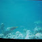 Blacktip Reef Shark