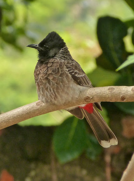 Spotting Image 1