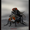 Flesh Fly
