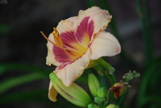 [2008 Summer060[13].jpg]