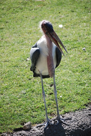 [2008 Zoo 029[3].jpg]