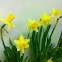 Daffodils