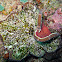 Adhesive Sea Anemone