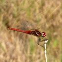 Libélula roja. Vagrant Darter