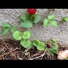 Mock strawberry