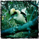 Kookaburra