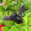 Carpenter Bee