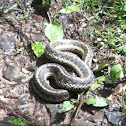 Garter Snake
