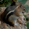 Golden-mantled ground squirrel