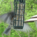 Eastern Bluebird [male]