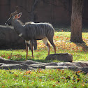 Nyala