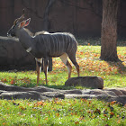 Nyala