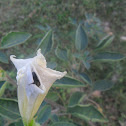 Thorn apple