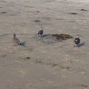 Heerman's gulls