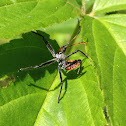 Wheel bug (nymph)