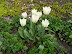 dscf0044.jpg