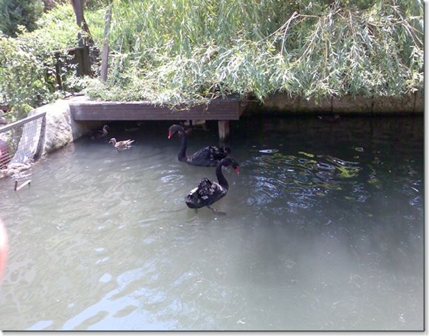 Image110_thumb3