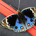 Blue Pansy
