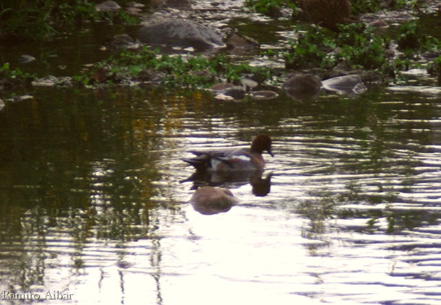 [anas penelope[22].jpg]