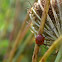 asian lady beetle