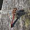 sympetrum vulgatum
