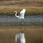 Great Egret