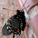 Pipevine Swallowtail Butterfly