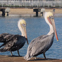 California Brown Pelican