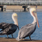 California Brown Pelican