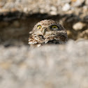 Burrowing Owl