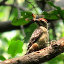 Fulvous-breasted Woodpecker