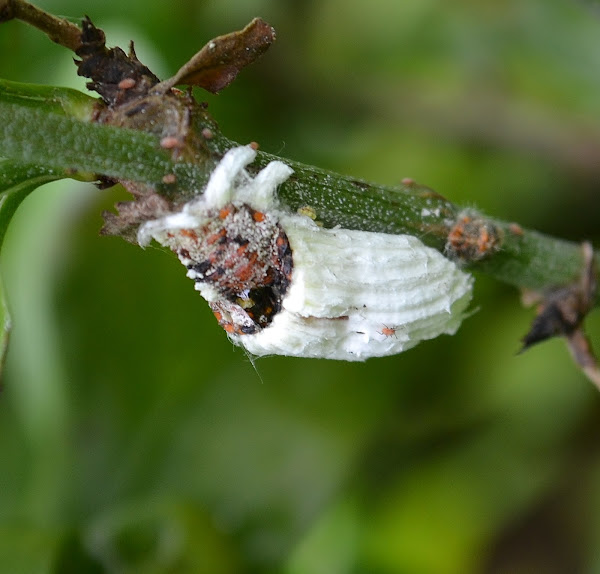 Cottony Cushion Scale Project Noah